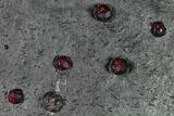 Plate of Twenty-Four Red Embers Garnets in Graphite - Erving, MA #165524-2
